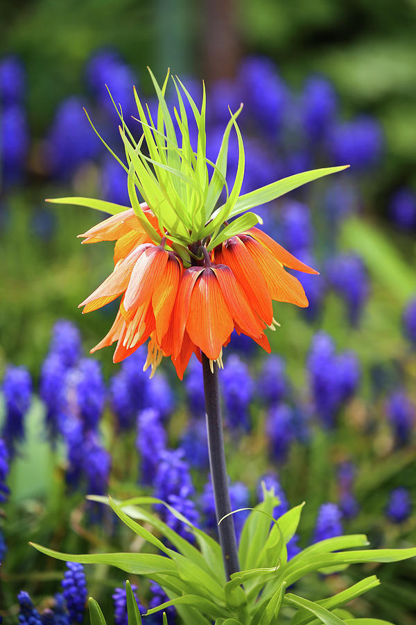 Flowering Imperial Fritillary fritillaria Imperialis Photograph by Domingo Vazquez