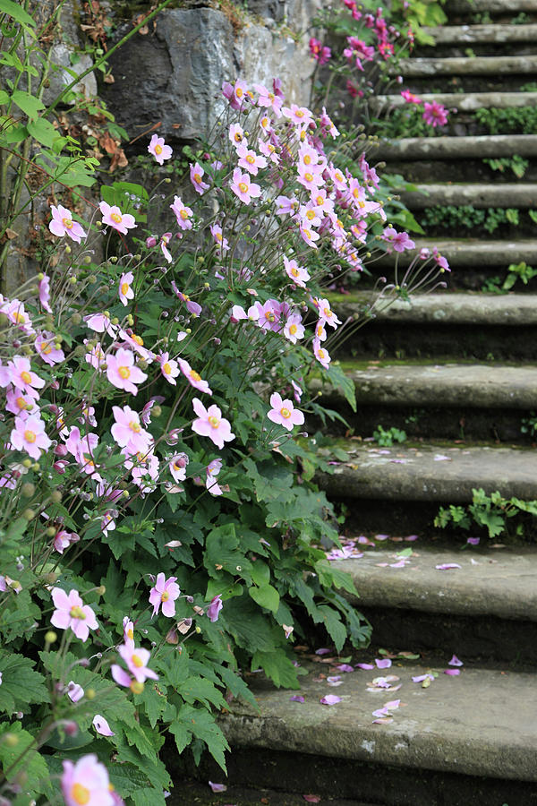 Flowering Japanese Anemones Next To Steps Photograph by Sonja Zelano