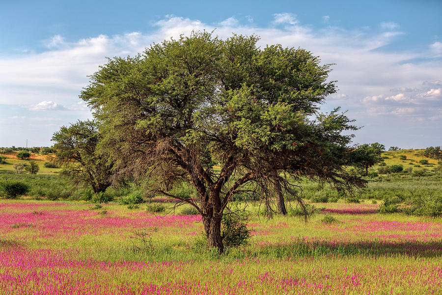 Flowering Kalahari Desert South Africa Wilderness Photograph By Artush   Flowering Kalahari Desert South Africa Wilderness Artush Foto 