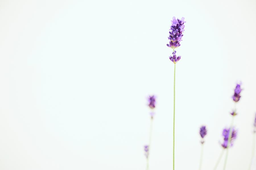 Flowering Lavender Photograph by Amesy