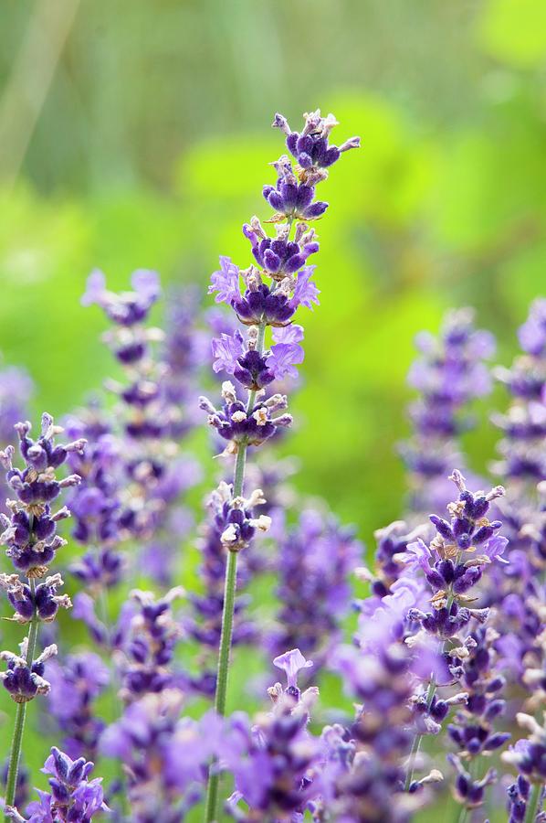 Flowering Lavender Photograph by Franziska Pietsch