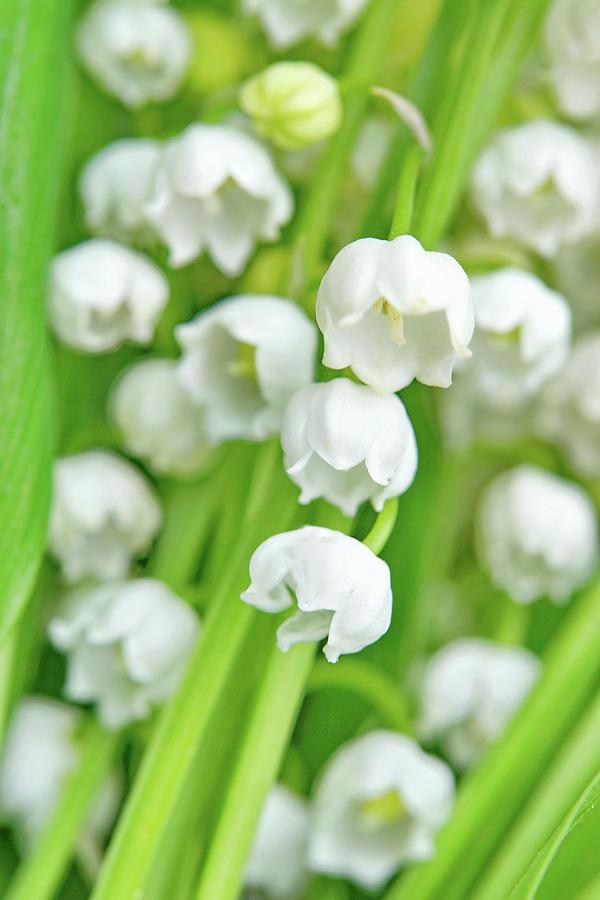 Flowering Lily-of-the-valley close-up Photograph by Angelica Linnhoff