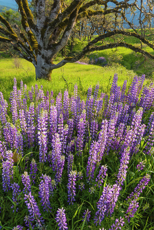 Flowering Lupine And Oak Tree Photograph by Jeff Foott