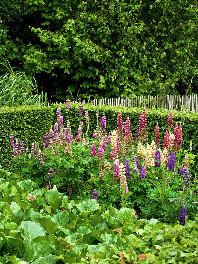 Flowering Lupins In Garden Photograph by Bertrand Limbour