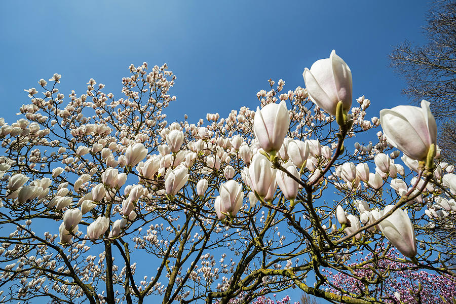 Flowering Magnolia Gresham Photograph by Arterra Picture Library