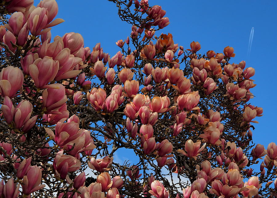 Flowering Magnolia in February Photograph by Richard Thomas