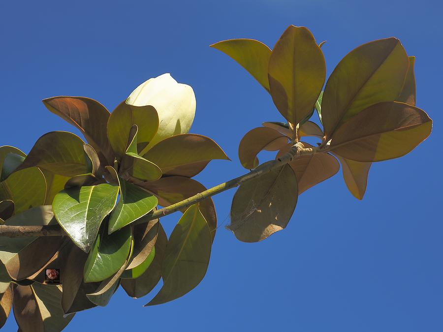 Flowering Magnolia Photograph by Richard Thomas