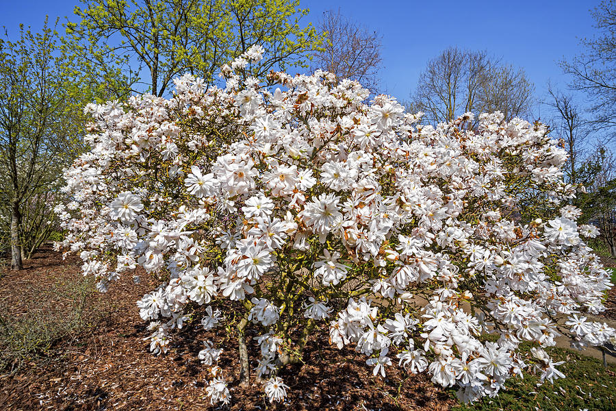 Flowering Magnolia Stellata Photograph by Arterra Picture Library