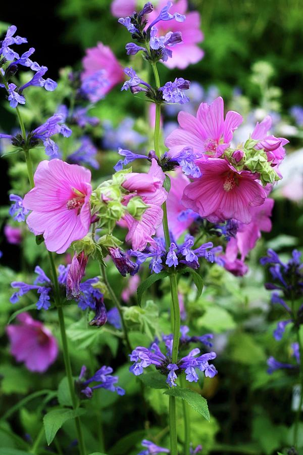 Flowering Mallow And Cat Mint In Garden Photograph by Alexandra Panella