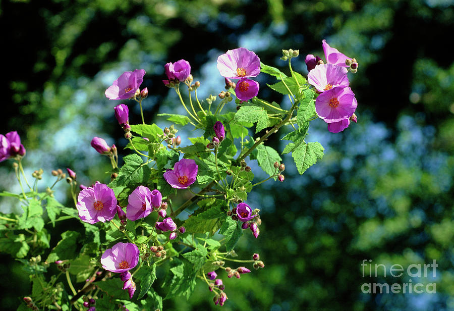 Violetta Flowers