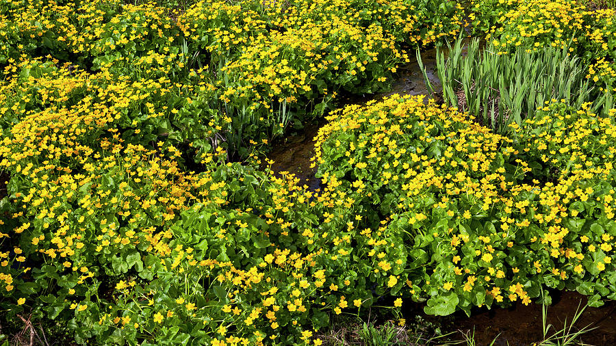 Flowering Marsh Marigolds Photograph