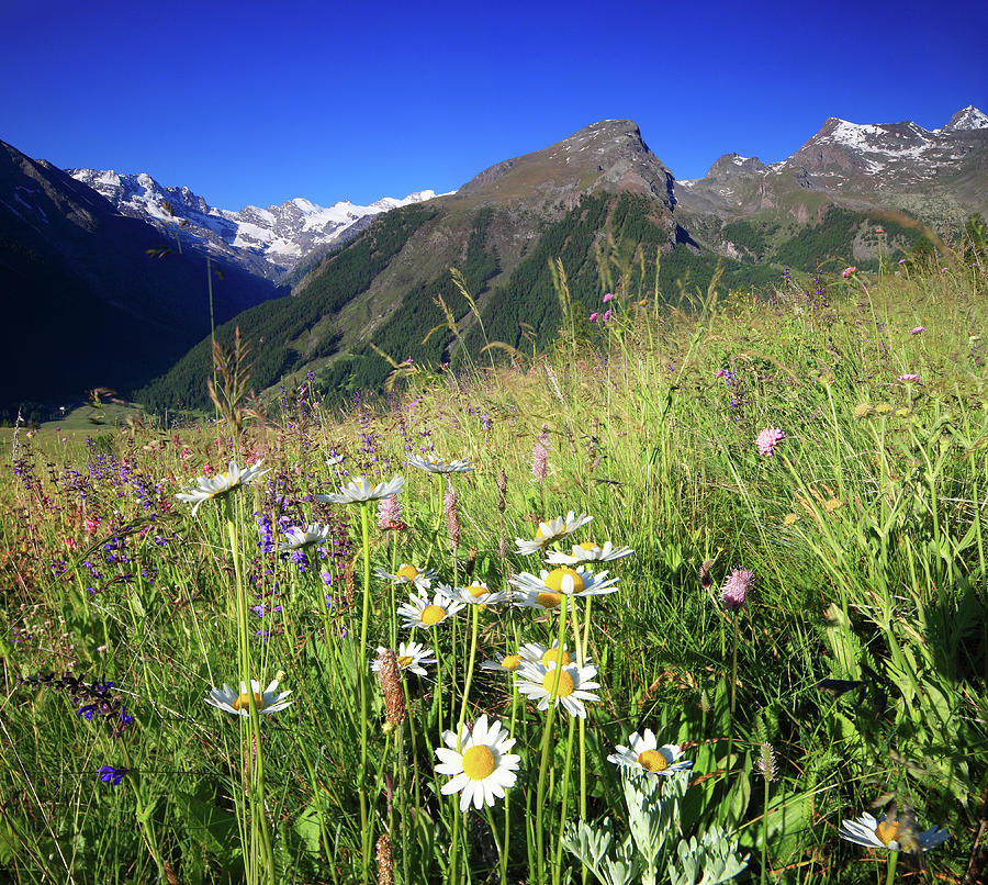 Flowering Meadow, Aosta Valley, Italy Digital Art by Davide Carlo Cenadelli