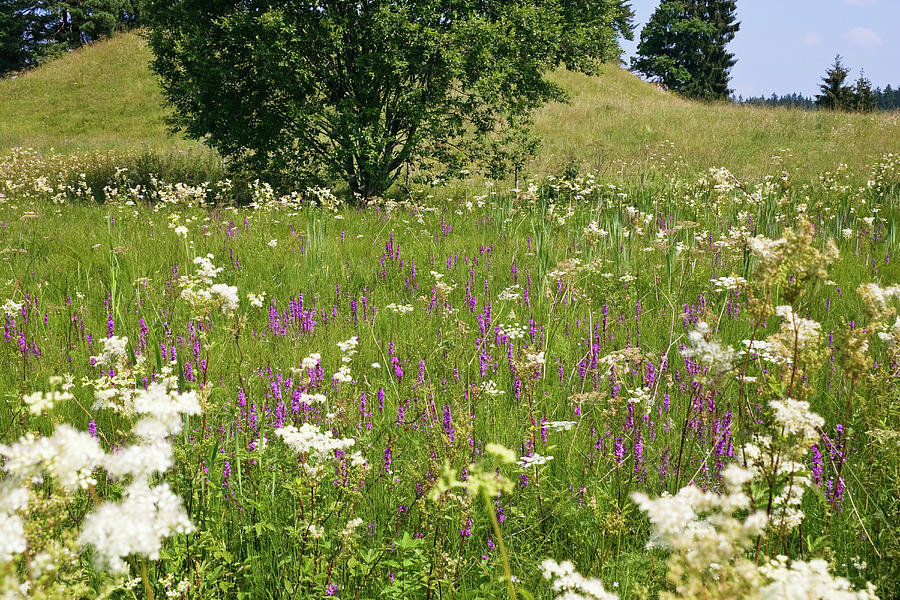 Flowering Meadow With Lythrum Salicaria And Filipendula Ulmaria Upper Bavaria Germany