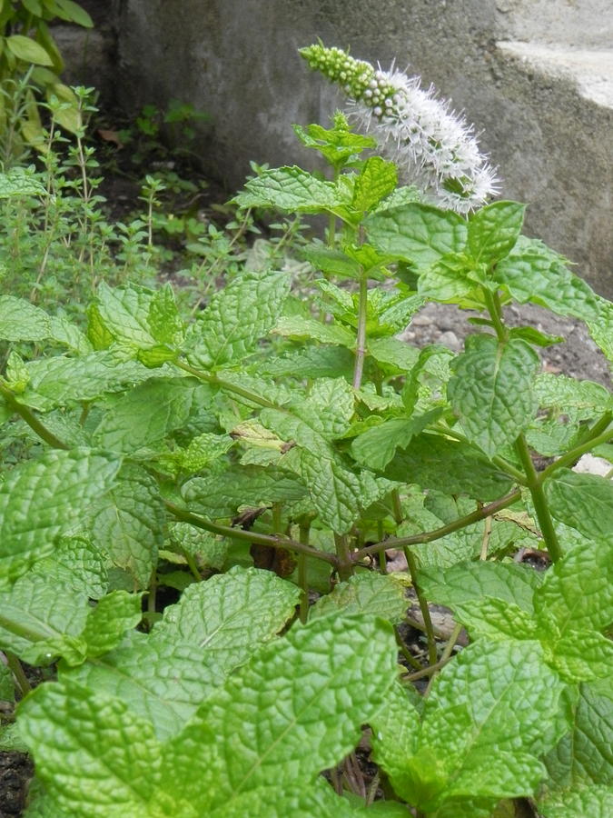 Flowering Mint Photograph by Desiree' Dulin-Moore - Fine Art America