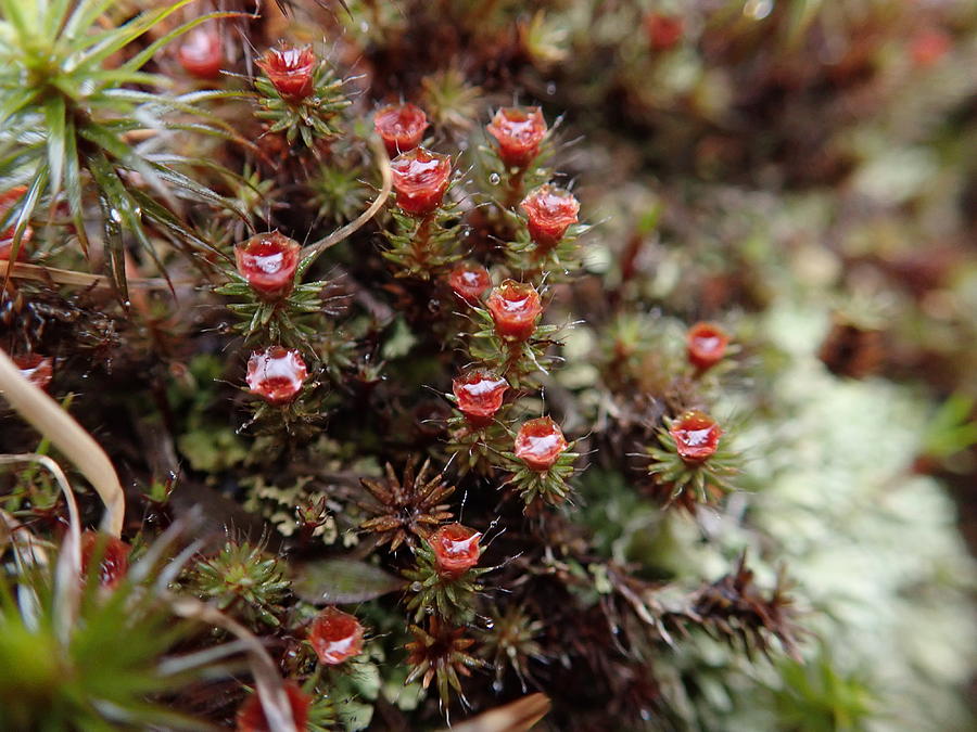 Flowering Moss In The Rain Photograph by Robert Nickologianis