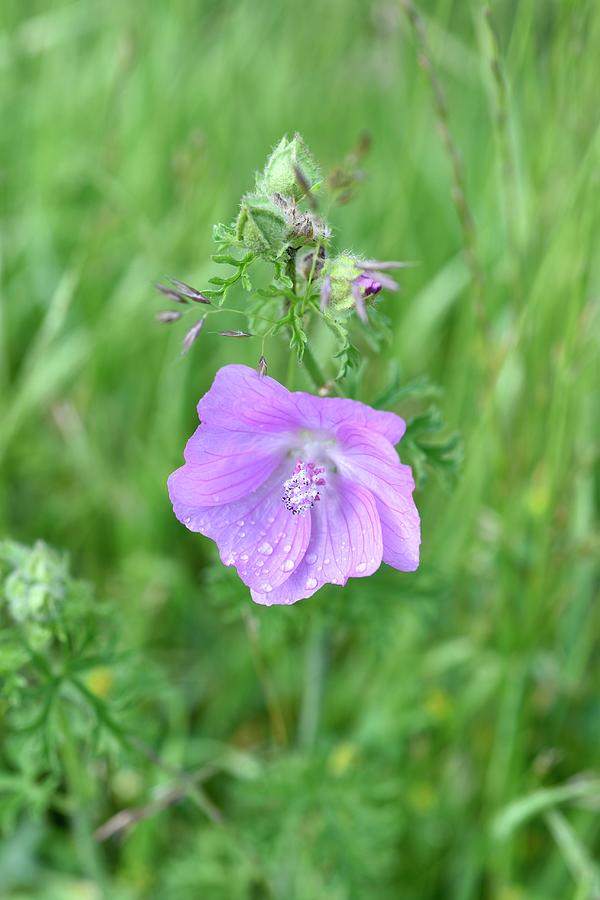 Flowering Musk Mallow Photograph by Tanja Major