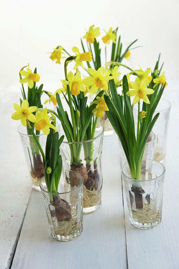 Flowering Narcissus Growing In Glasses Of Water Photograph by Martina Schindler