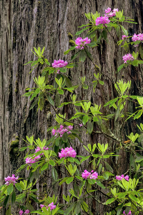 Flowering Pacific Rhododendron Photograph by Jeff Foott