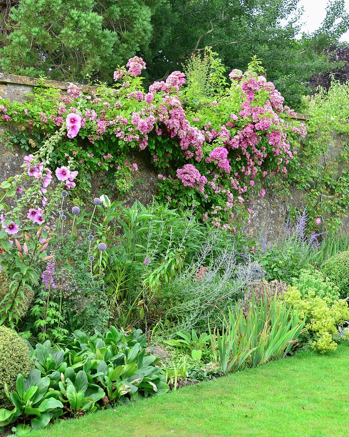 Flowering Perennials In Bed And Pink Rose Climbing Over Garden Wall Photograph by Stuart Cox