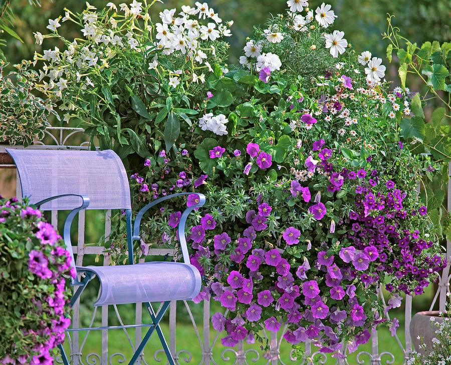 Flowering Petunias Next To Chair On Balcony Photograph by Friedrich Strauss