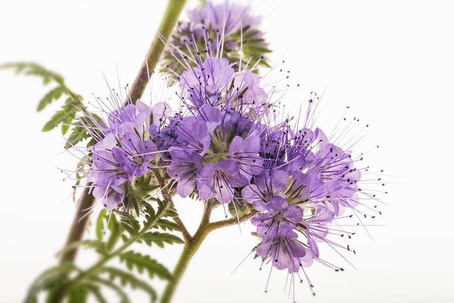 Flowering Phacelia On A White Surface Photograph by Chris Schfer