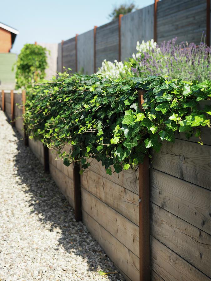 Flowering Plants In Raised Bed Made From Wooden Boards Lining Garden Fence Photograph by Peter Carlsson