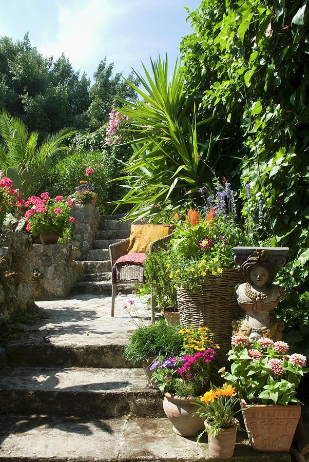 Flowering Plants In Terracotta Pots On Floor And Half-height Wall Next ...