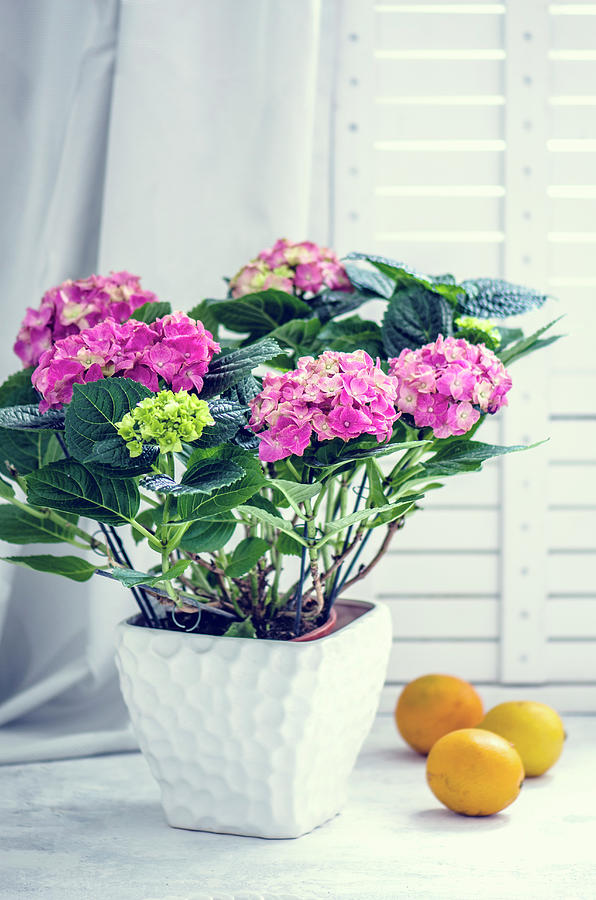 Flowering Potted Hydrangea Next To Lemons On White Surface Photograph by Gorobina