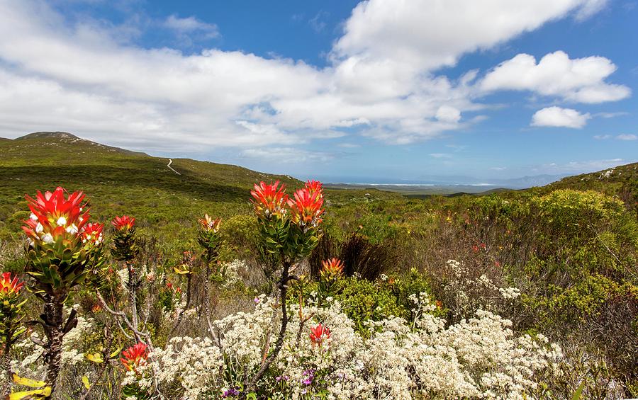 Flowering Protea In The Grootbos Nature Reserve south Africa Photograph by Jalag / Walter Schmitz