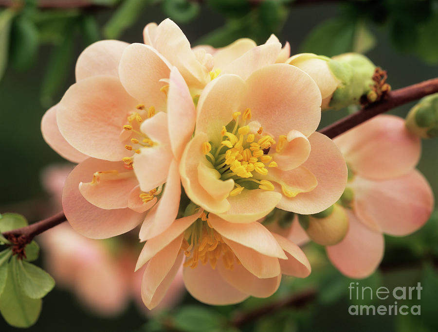 Flowering Quince Flowers Photograph by Geoff Kidd/science Photo Library