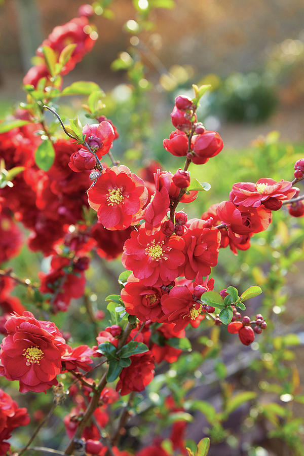 Flowering Quince Photograph by Garden Gate magazine