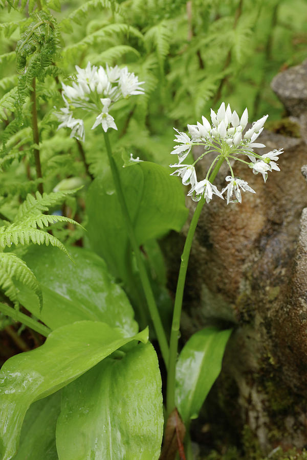 Flowering Ramsons Photograph by Frdric Jacquet