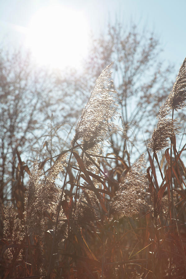 Flowering Reeds Seen Against The Light Photograph by Sonja Zelano