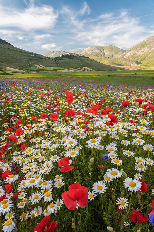 Landscape Photograph - Flowering by Sergio Barboni