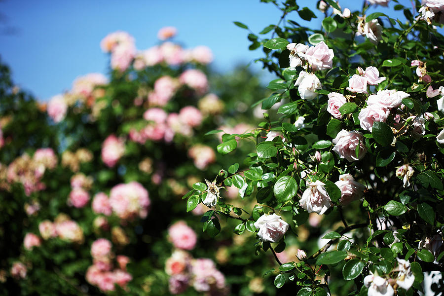 Flowering Shrub Rose In Garden Photograph by Kennet House Of Pictures / Havgaard