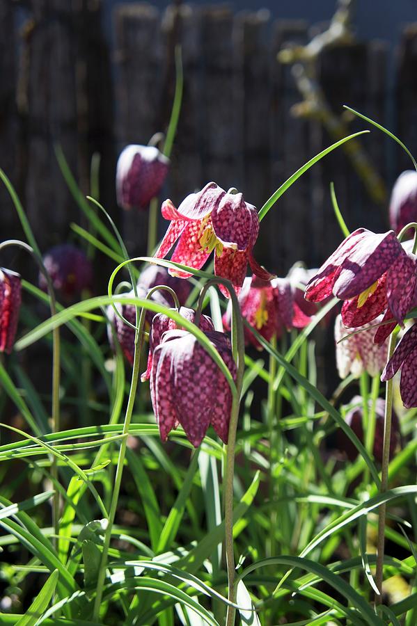 Flowering Snakes Head Fritillaries In Sunny Flowerbed Photograph by Martina Schindler