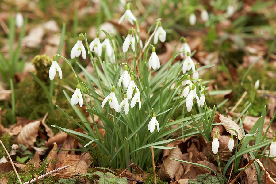 Flowering Snowdrops Amongst Dried Leaves In Garden Photograph by Heidi Frhlich