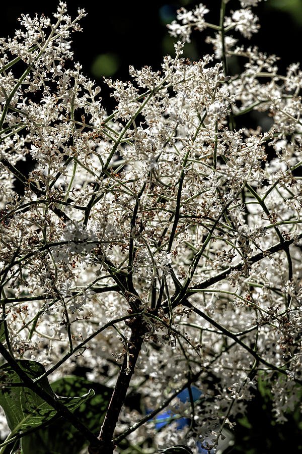 Flowering Spring Tree Photograph by Robert Ullmann