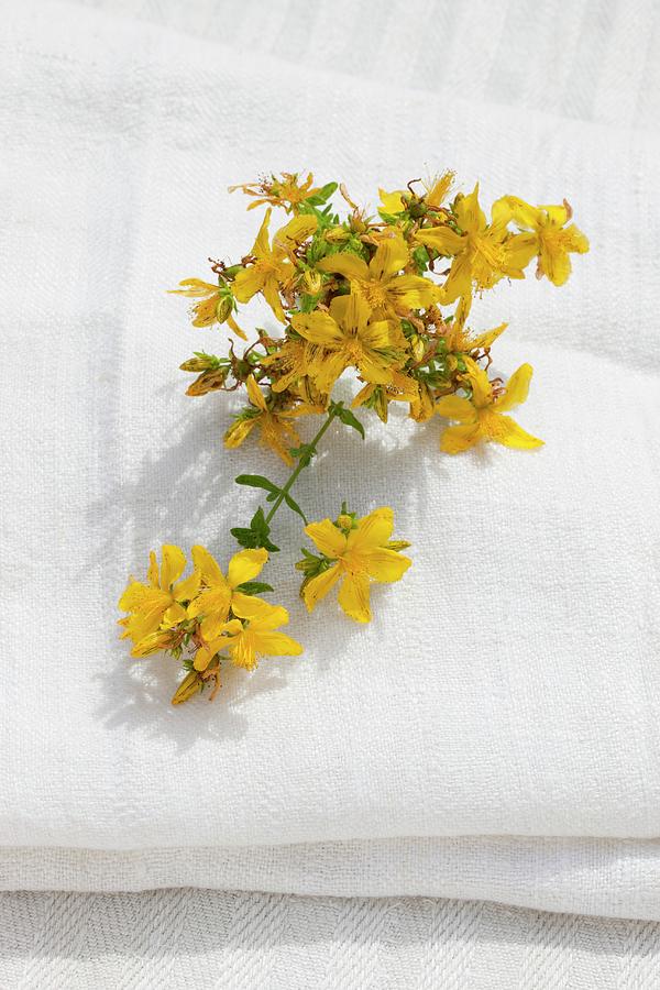 Flowering St Johns Wort On A Linen Cloth Outside Photograph by Sabine Lscher