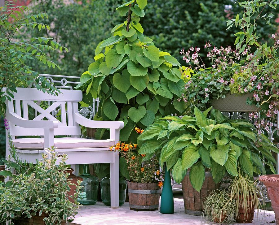 Flowering Summer Balcony With Large Pot Of Hostas Photograph by Friedrich Strauss