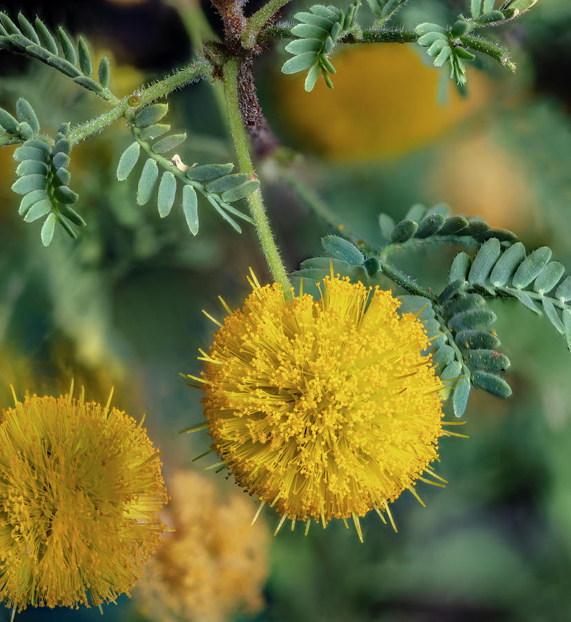 Flowering Sweet Acacia Photograph by Phil DEGGINGER