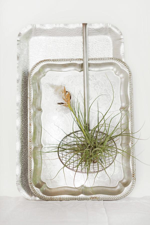 Flowering Tillandsia In Old Mesh Spoon Hanging On Silver Trays Photograph by Sabine Lscher