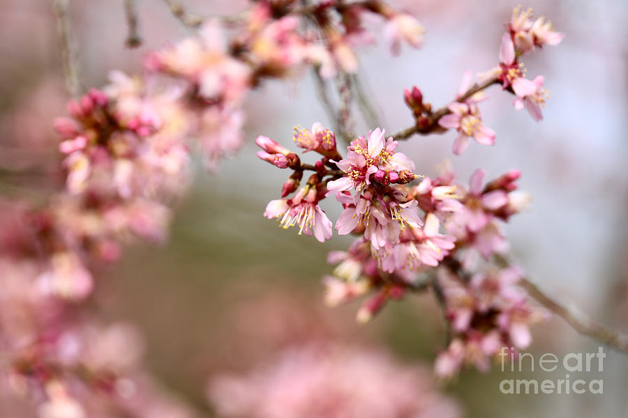 First Flowering Tree Photograph by Rachel Morrison