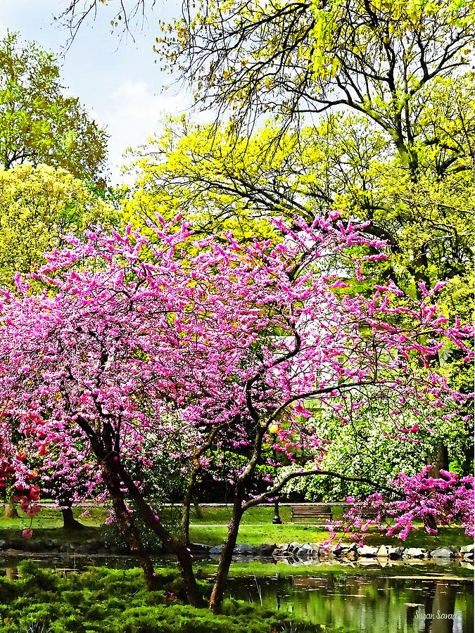 Spring Photograph - Flowering Trees in the Park by Susan Savad