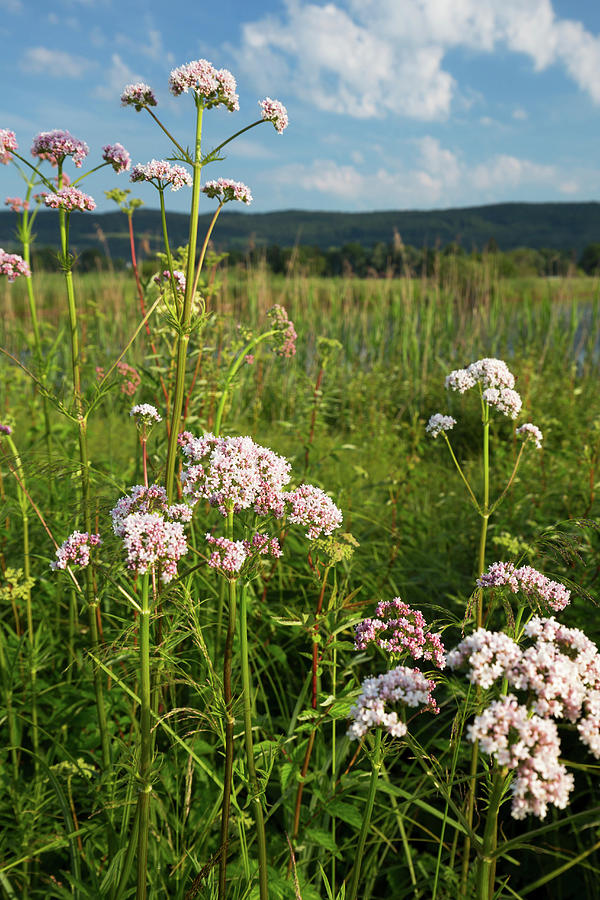 Flowering Valerian In Its Natural Habitat Photograph by Konrad Wothe