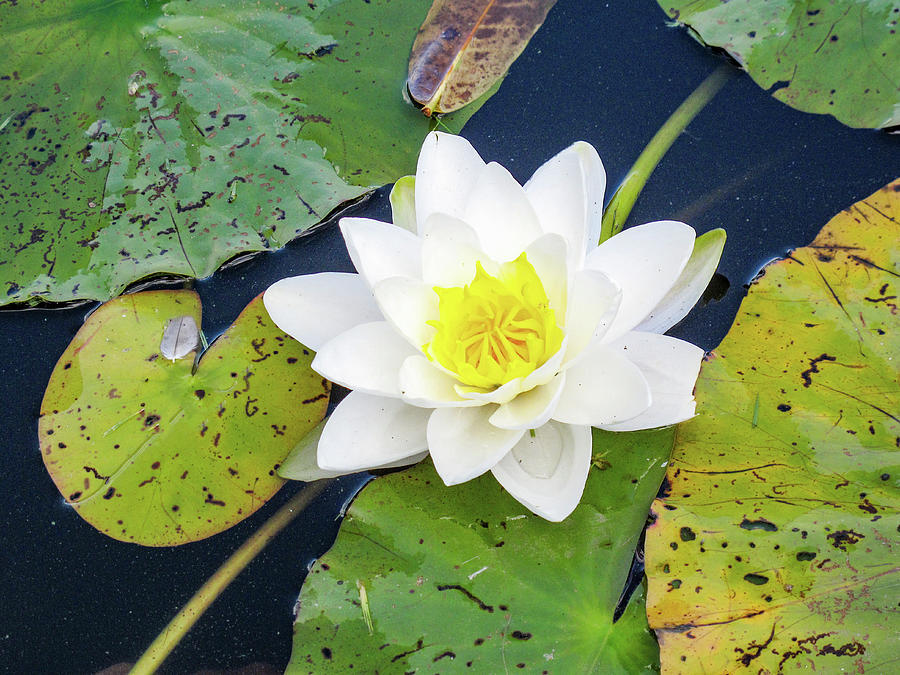 Flowering Water Lily nymphaea In Pond Photograph by Klaus Arras