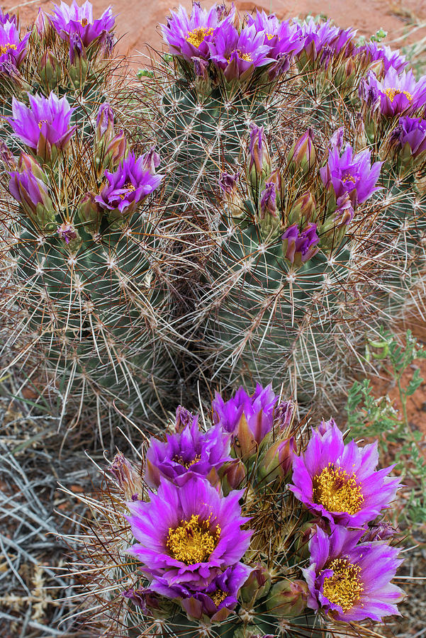 Flowering Whipples Fishhook Cactus Photograph by Jeff Foott