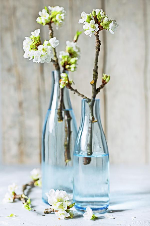 Flowering Wild Cherry Twigs In Blue Glass Bottles In Front Of Wooden Wall Photograph by Sabine Lscher