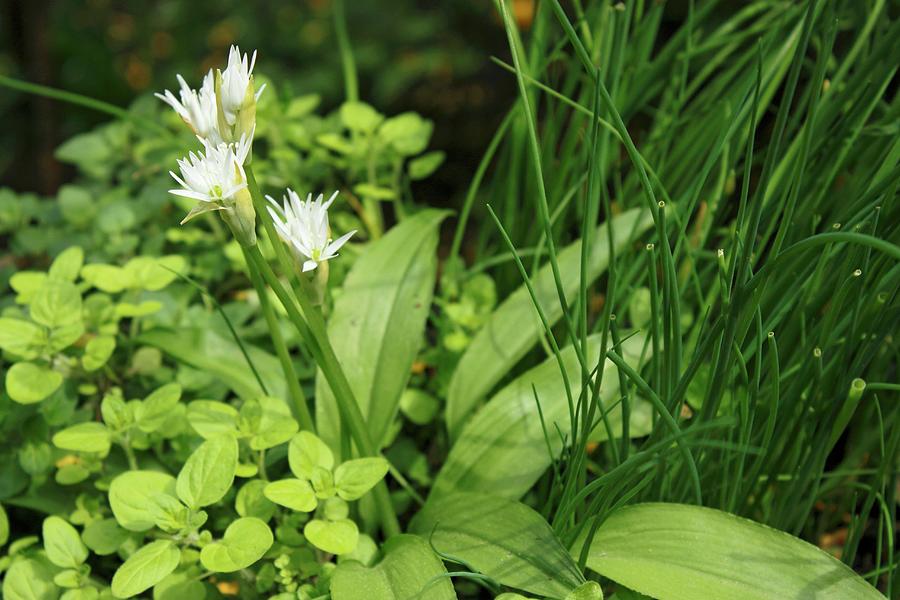 Flowering Wild Garlic In A Herb Bed Photograph by Gross, Petr