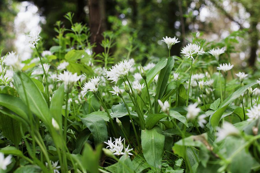 Flowering Wild Garlic In The Open Air Photograph by Cath Lowe